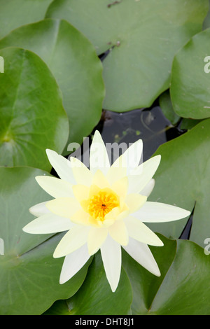 Bianco giallastro Lotus in piscina e foglie verdi circostanti. Foto Stock