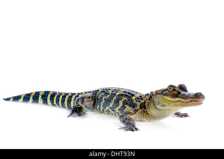 Giovani del coccodrillo americano su sfondo bianco. Foto Stock