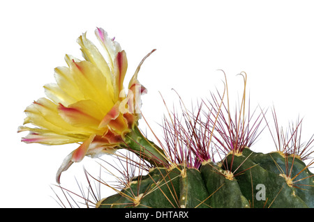 Fiore giallo di Echinopsis Foto Stock