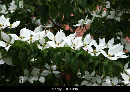 Fioritura giapponese di corniolo Foto Stock