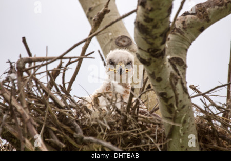 Baby Swainson Hawk nido in Saskatchewan in Canada Foto Stock