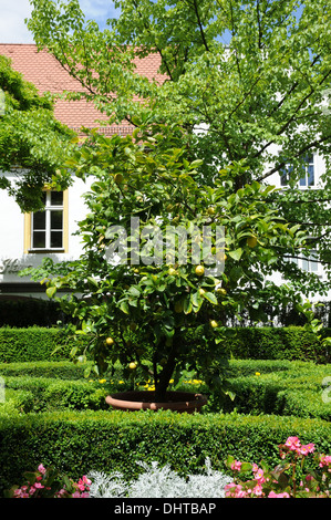 Albero di limone Foto Stock