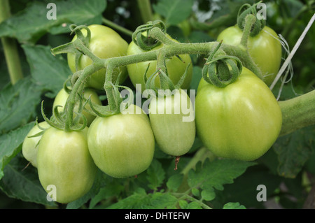 Pomodori verdi che crescono su di un ramo Foto Stock