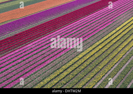 Paesi Bassi, Krabbendam, vista aerea di campi di tulipani Foto Stock