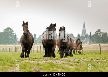 Paesi Bassi, Noordbeemster, Beemster Polder, Sito Patrimonio Mondiale dell'UNESCO. Belga o Zeeland progetto di cavalli Foto Stock