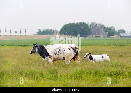 Paesi Bassi, Noordbeemster, Beemster Polder, Sito Patrimonio Mondiale dell'UNESCO. Belga Blue Cow, vitello e madre Foto Stock