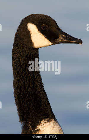Colpo di Testa, ritratto di Canada Goose (Branta canadensis) Foto Stock