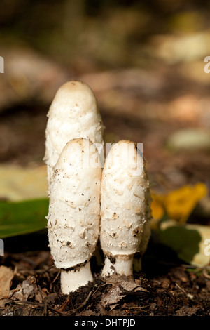Gruppo di funghi commestibili (Coprinus comatus) nella foresta Foto Stock