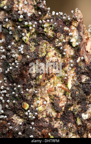Piccolo fungo (Physarum nutans) sul tronco marcio Foto Stock
