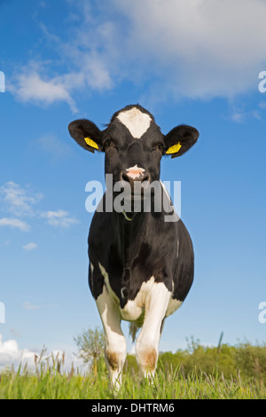 Paesi Bassi, Middelie, mucca in Prato Foto Stock