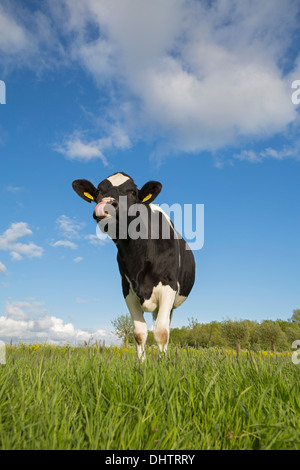 Paesi Bassi, Middelie, mucca in Prato Foto Stock