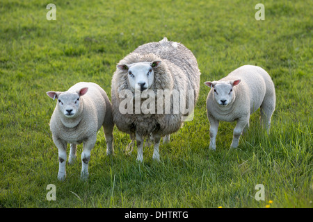 Paesi Bassi, Oosthuizen, pecore e agnelli Foto Stock
