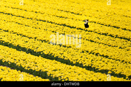 Paesi Bassi, Middenbeemster, Beemster Polder, un sito Patrimonio Mondiale dell'UNESCO. Fioritura giallo campi di tulipani. Flying pavoncella Foto Stock