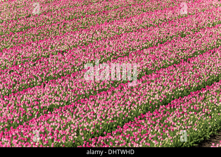 Paesi Bassi, Middenbeemster, Beemster Polder, un sito Patrimonio Mondiale dell'UNESCO. Fioritura campi di tulipani. Foto Stock