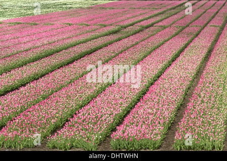 Paesi Bassi, Middenbeemster, Beemster Polder, un sito Patrimonio Mondiale dell'UNESCO. Fioritura campi di tulipani. Foto Stock