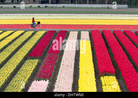 Paesi Bassi, Krabbendam. Fioritura campi di tulipani. Donna, il ciclista Foto Stock