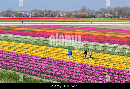 Paesi Bassi, Krabbendam. Fioritura campi di tulipani. Gli agricoltori ispezione egli fiori, controllare virus Foto Stock