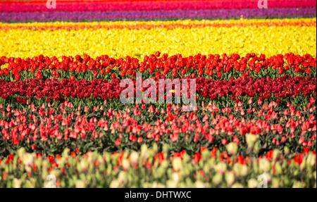 Paesi Bassi, Sint Maartensbrug, fioritura campi di tulipani Foto Stock