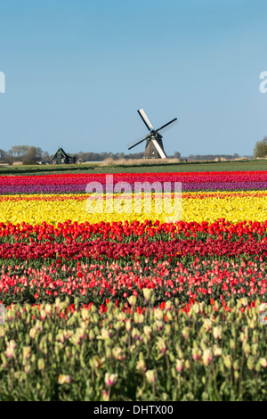 Paesi Bassi, Sint Maartensbrug, fioritura campi di tulipani. Il mulino a vento di tornitura. Bicicletta Foto Stock