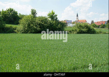 Campo di grano in primavera Foto Stock