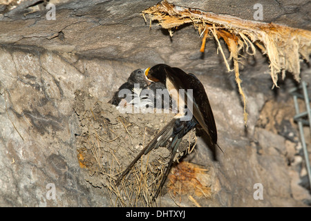 Paesi Bassi, Muiden, Fort, isola PAMPUS in IJmeer, appartenente alla linea di difesa di Amsterdam, Barn swallow madre pulcini di alimentazione Foto Stock