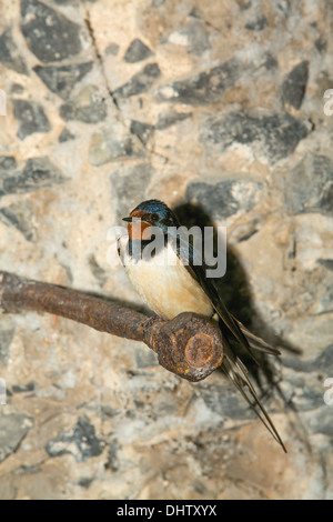 Paesi Bassi, Muiden, Fort, isola PAMPUS chiamato, nel lago chiamato IJmeer, appartenente alla linea di difesa di Amsterdam. Barn swallow. Foto Stock