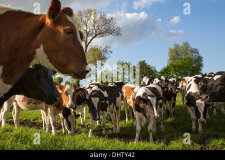 Paesi Bassi, Weesp, mucche in Prato Foto Stock