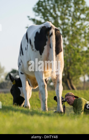 Paesi Bassi, Weesp, mucche in prato. Fotografo Frans Lemmens. Foto Stock