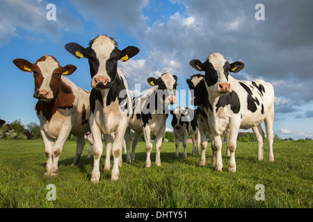 Paesi Bassi, Weesp, mucche in Prato Foto Stock