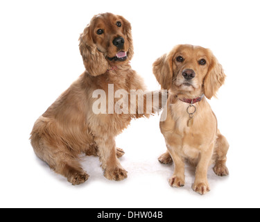 Cocker Spaniel due cani adulti seduti in un studio Foto Stock