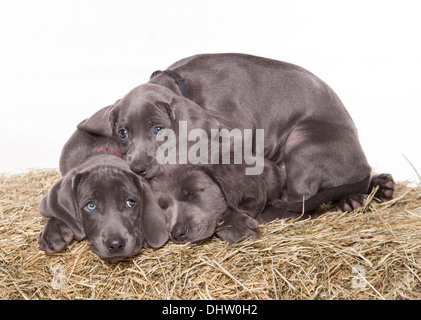 Weimaraner blu tre cuccioli in studio Foto Stock