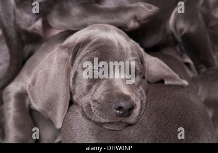 Blu Singolo weimaraner cucciolo dorme in un studio Foto Stock