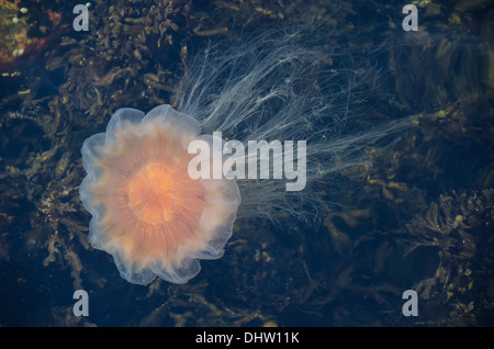 Leone la criniera meduse, cyanea capillata, nuoto in acqua vicino alla superficie Foto Stock