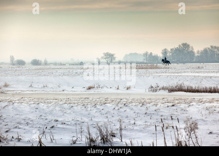 Paesi Bassi, Broek in Waterland. Volgermeerpolder polder. Riserva naturale. Ex discarica di rifiuti. Uomo e cavallo al galoppo. Inverno Foto Stock