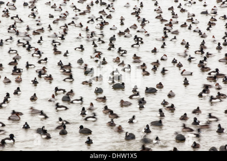 Paesi Bassi, Marken, diverse anatre nel buco nel ghiaccio del lago chiamato Gouwzee, parte di IJsselmeer. L'inverno. Pattinatori di sfondo Foto Stock