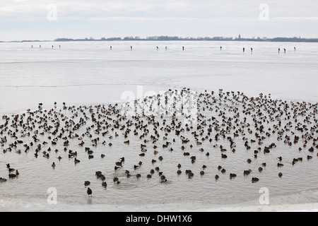Paesi Bassi, Marken, diverse anatre nel buco nel ghiaccio del lago chiamato Gouwzee, parte di IJsselmeer. L'inverno. Pattinatori di sfondo Foto Stock