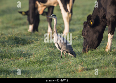 Paesi Bassi, Weesp, vacche e airone cenerino in Prato Foto Stock