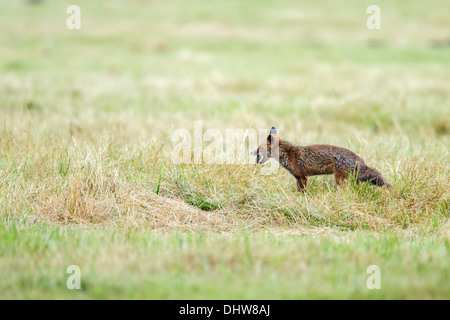 Paesi Bassi, 's-Graveland, giovane volpe rossa mangiare mouse Foto Stock