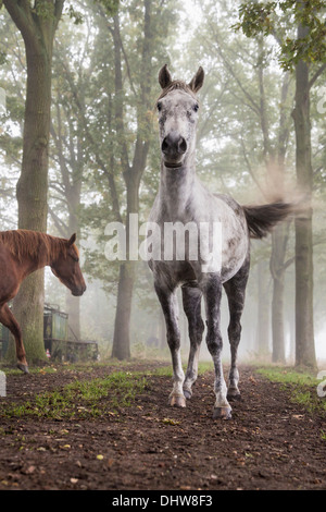 Paesi Bassi, 's-Graveland. Tenuta rurale chiamato Gooilust. Cavalli tra gli alberi. Nebbia di mattina Foto Stock