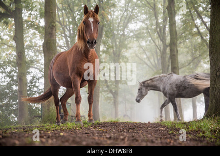 Paesi Bassi, 's-Graveland. Tenuta rurale chiamato Gooilust. Cavalli tra gli alberi. Nebbia di mattina Foto Stock