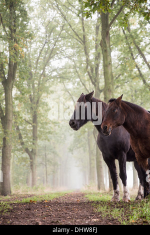 Paesi Bassi, 's-Graveland. Tenuta rurale chiamato Gooilust. Il frisone cavalli tra gli alberi. Nebbia di mattina Foto Stock