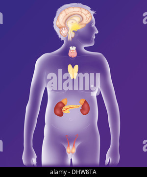 Ghiandola endocrina, illustrazione Foto Stock