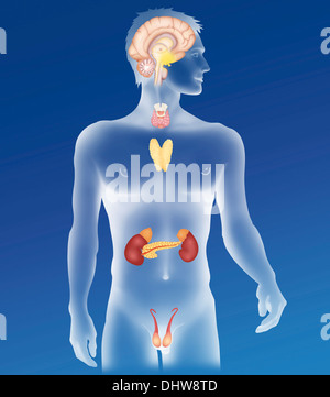 Ghiandola endocrina, illustrazione Foto Stock