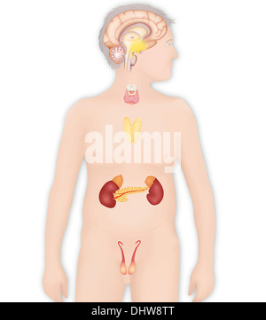 Ghiandola endocrina, illustrazione Foto Stock