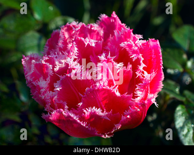 Terry orlata tulip 'Queensland' Foto Stock