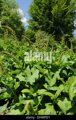 Buon re Enrico Foto Stock