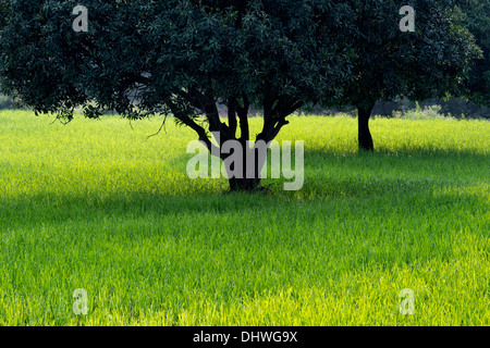 Mangifera indica. Alberi di mango in una risaia campo nella campagna indiana. Andhra Pradesh, India Foto Stock