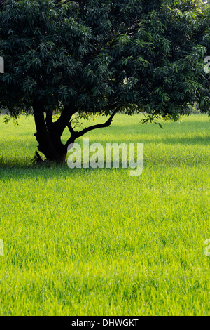 Mangifera indica. Alberi di mango in una risaia campo nella campagna indiana. Andhra Pradesh, India Foto Stock