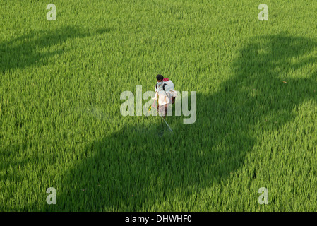 Uomo indiano la spruzzatura di un raccolto di riso con pesticidi. Andhra Pradesh, India Foto Stock