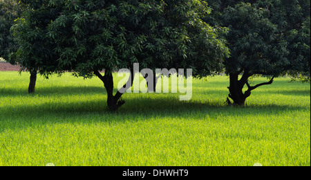 Mangifera indica. Alberi di mango in una risaia campo nella campagna indiana. Andhra Pradesh, India Foto Stock